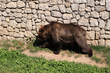 orso bruno