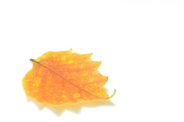 オレンジ色の落ち葉