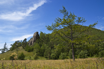 Larch on meadow