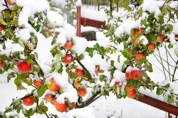 Apfel in Schnee