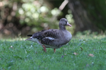 Anser anser