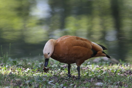 Tadorna ferruginea