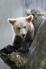 Obraz premium Grizzly bear on a tree