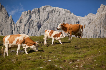 Fototapeta na wymiar cows browsing on mountain pasture
