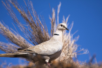 close-up of a pigeon profile on morning light