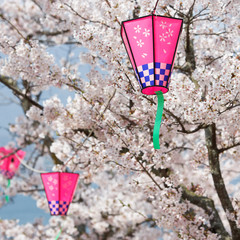 Pink Lanterns On Cherry Blossom Trees - 17865702