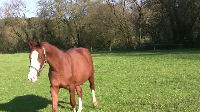 Pferd