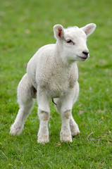 Naklejka na ściany i meble Young spring lamb on unsteady legs