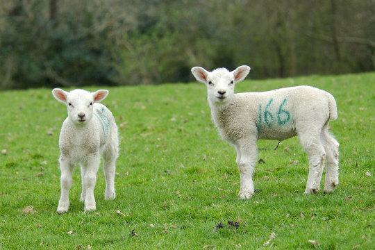 Two spring lambs