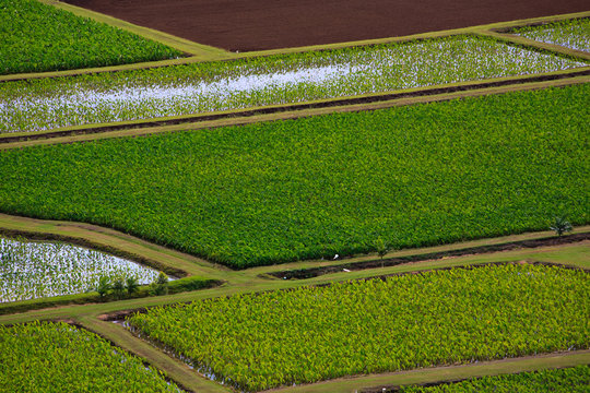 Hanalei Valley View