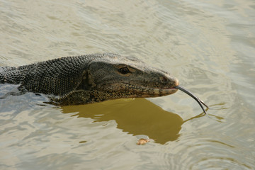 Malayan monitor lizard
