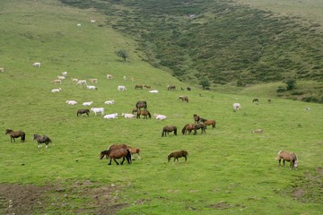 Horse landscape in green meadow Pyrenees