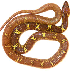 couleuvre fond blanc