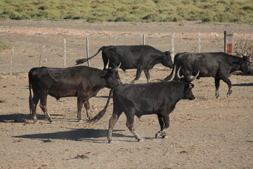 tori della Camargue