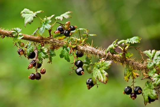 Black Currants