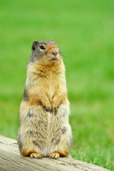 Alert Ground Squirrel