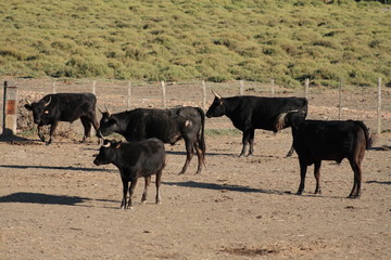 tori della Camargue