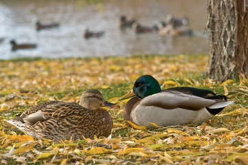 Resting Mallards