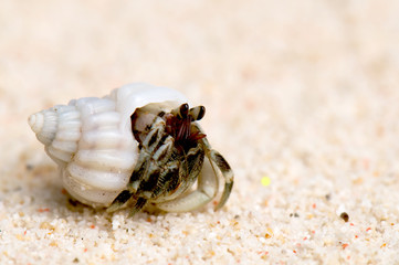 hermit crab on a sandy beach