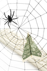 Obraz premium Spider Web and dollar