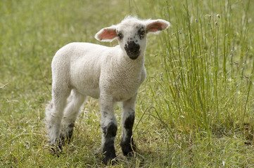 Lamm Tierbaby