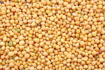 soja jaune graine
