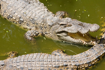 Crocodile