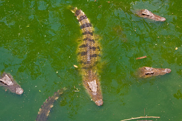 Crocodile