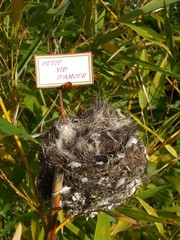 nid d'oiseau