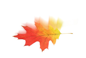 fallendes Herbstblatt