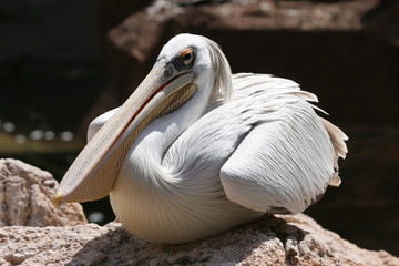 Pelican