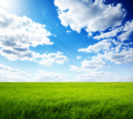 Obraz premium summer field of green grass