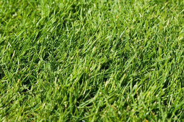 Green Grass
