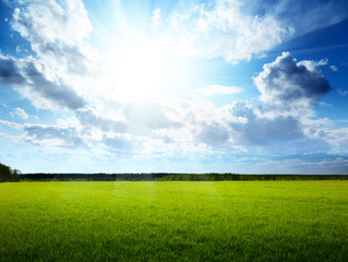 spring day and green field
