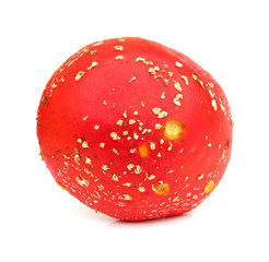 Fly agaric mushroom Amanita muscaria