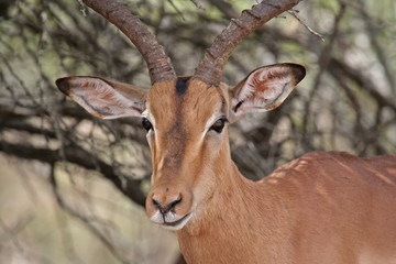 Naklejka na ściany i meble Impala, Schwarzfersenantilope, Südafrika