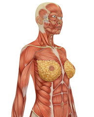 Female muscular Anatomy Upper Body Side View