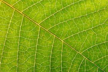 Green leaf background