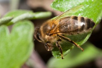 Abeille butineuse