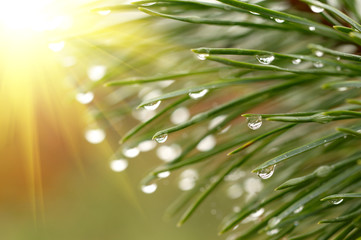 Waterdrops on firtree