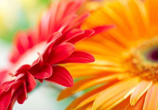 Closeup photo of red and yellow daisy-gerbera.