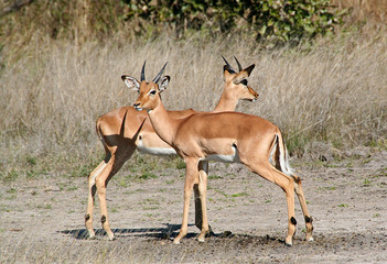 Young male impala