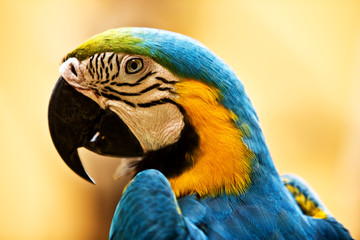 Head of tropical wild parrot. Outdoor.