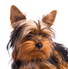Yorkshire Terrier isolated on a white background