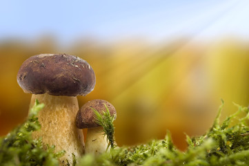 Mushrooms  autumn scene. - 17882933