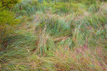 france,charente maritime,oléron : marais des bris, herbe
