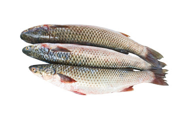 Three fresh grey mullets