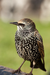 Common Starling, Sturnus vulgaris