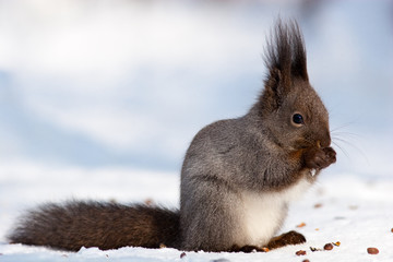 Sciurus vulgaris, Red squirrel Eurasian