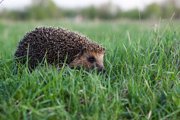 Hedgehog (Erinaceus europaeus) © fotoparus